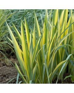 Iris pallida 'Variegata'