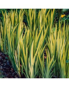 Iris pseudacorus 'Variegata'