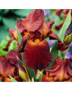 Iris (G) 'Sultan's Palace'