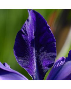 Iris spuria