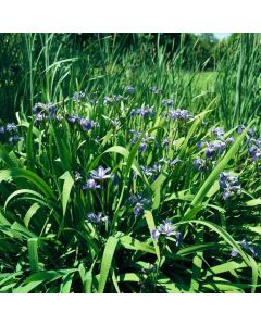 Iris versicolor