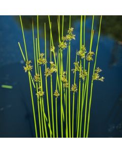 Juncus effusus