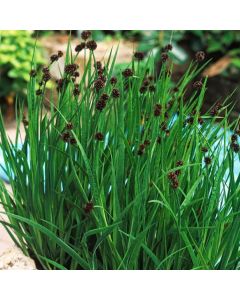 Juncus ensifolius