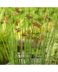 Juncus inflexus