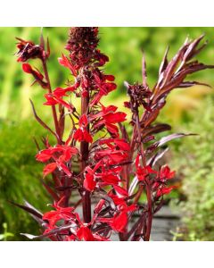 Lobelia cardinalis