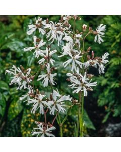 Lychnis flos-cuculi 'Alba'