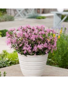 Lychnis flos-cuculi 'Nana'