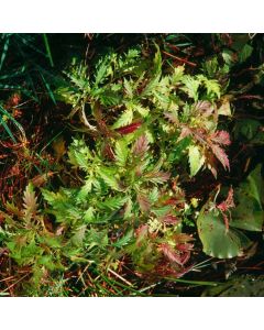 Lycopus europaeus