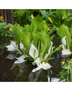 Lysichiton camtschatcensis