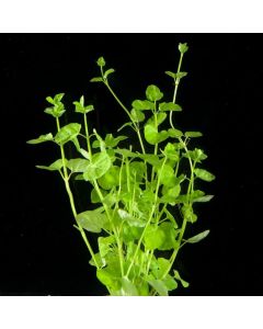 Lysimachia nummularia