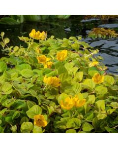 Lysimachia nummularia 'Aurea'