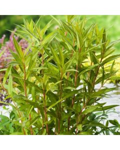Lysimachia thyrsiflora