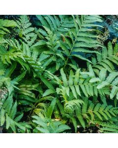 Matteuccia orientalis