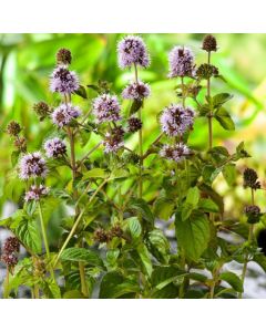 Mentha aquatica