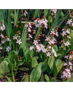 Menyanthes trifoliata