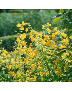 Mimulus guttatus