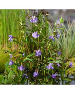 Mimulus ringens
