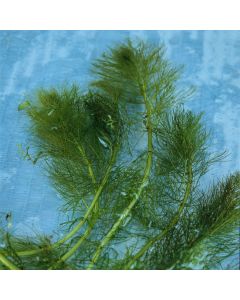 Myriophyllum spicatum
