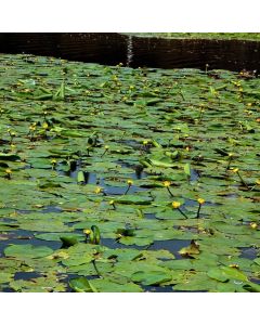 Nuphar lutea