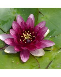 Nymphaea 'Attraction'