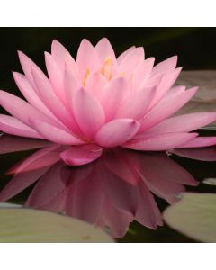 Nymphaea 'Aurora'