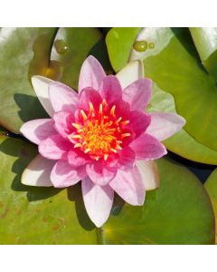 Nymphaea 'Conqueror'