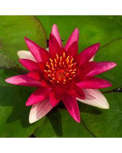 Nymphaea 'Escarboucle'