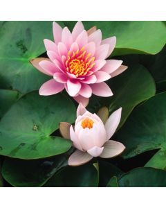Nymphaea 'Fabiola'