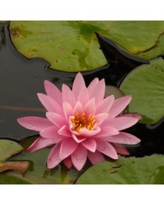 Nymphaea 'Firecrest'