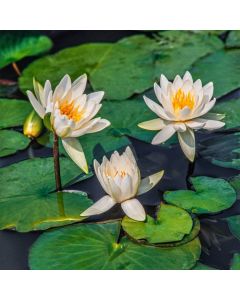Nymphaea 'Gladstoniana'