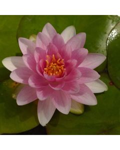 Nymphaea 'Hollandia'