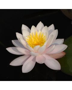 Nymphaea 'James Brydon'