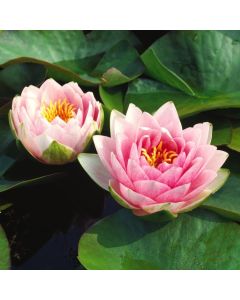 Nymphaea 'Madame Wilfron Gonnère'