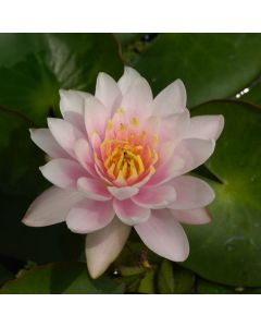 Nymphaea 'Marliacea Carnea'