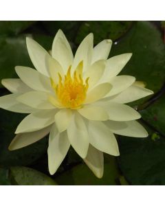 Nymphaea 'Marliacea Chromatella'