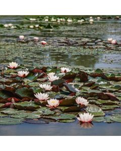 Nymphaea 'Marliacea Rosea'