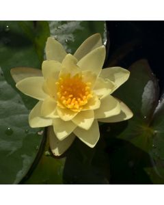 Nymphaea 'Moorei'