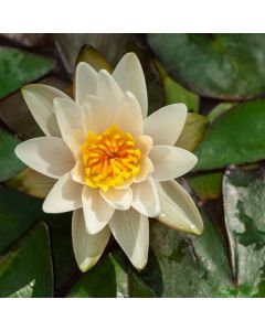 Nymphaea 'Pygmaea Alba'