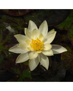 Nymphaea 'Pygmaea Helvola'