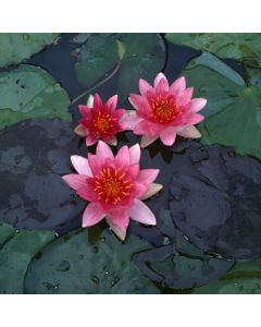Nymphaea 'Pygmaea Rubra'