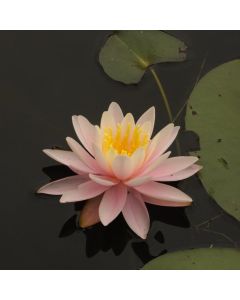 Nymphaea 'Rose Arey'