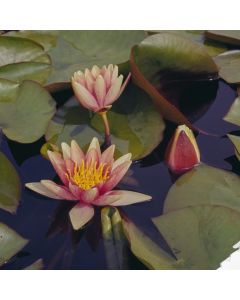 Nymphaea 'Sioux'