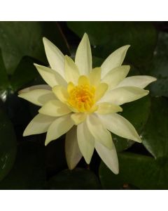 Nymphaea 'Sulphurea'