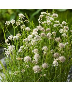 Oenanthe aquatica