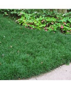 Ophiopogon japonicus 'Minor'
