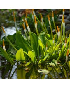 Orontium aquaticum