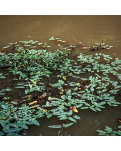 Persicaria amphibia