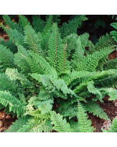 Polystichum setiferum 'Herrenhausen'