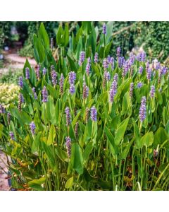 Pontederia cordata