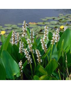 Pontederia cordata 'White Pike'